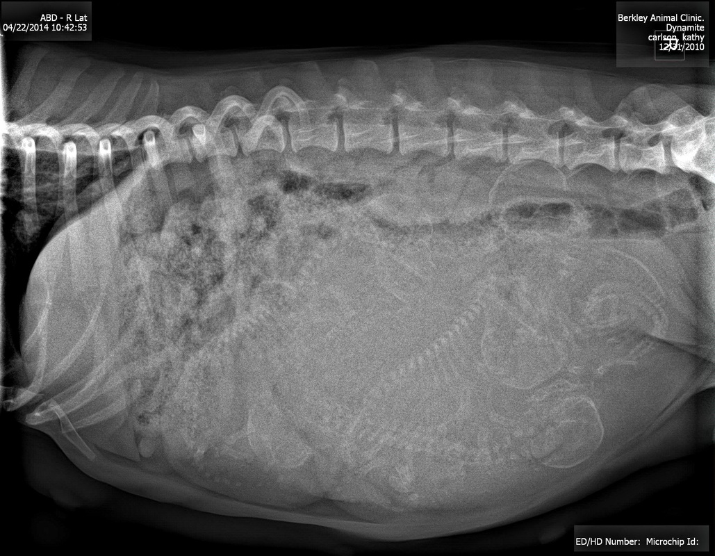 puppy count x ray
